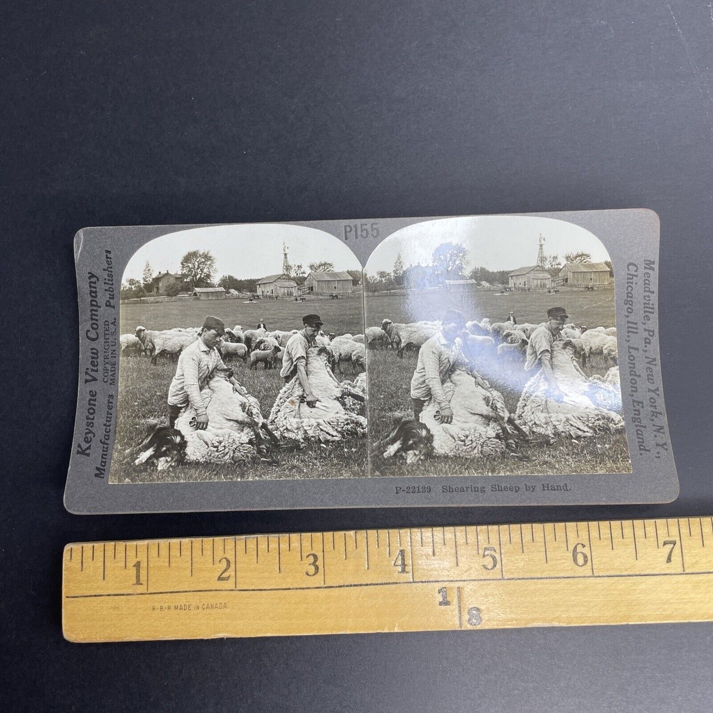 Antique 1902 Shearing Sheep By Hand Farmers Stereoview Photo Card PC768