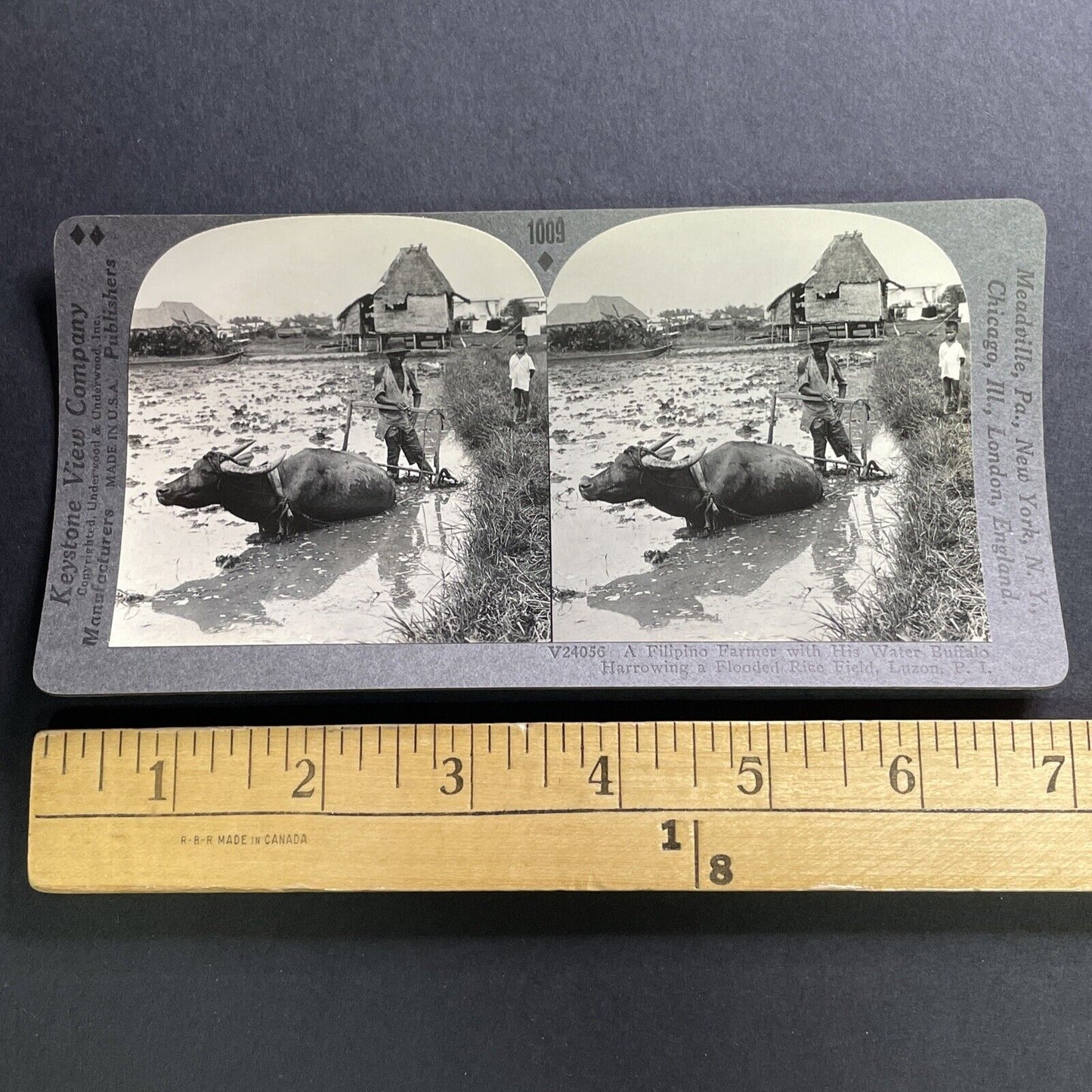 Antique 1918 Water Buffalo Stuck In Mud Philippines Stereoview Photo Card P1572