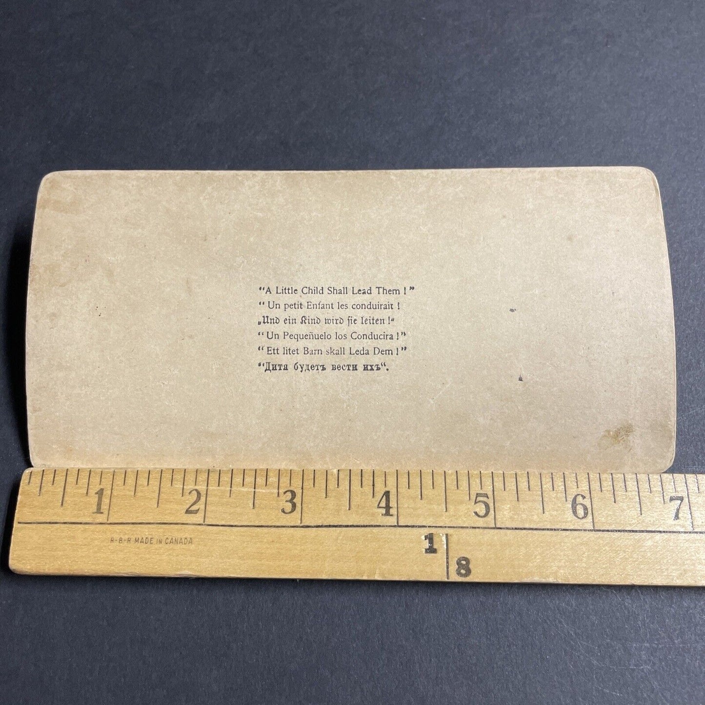 Antique 1894 A Massive Bull Led By A Child Girl Stereoview Photo Card P4331