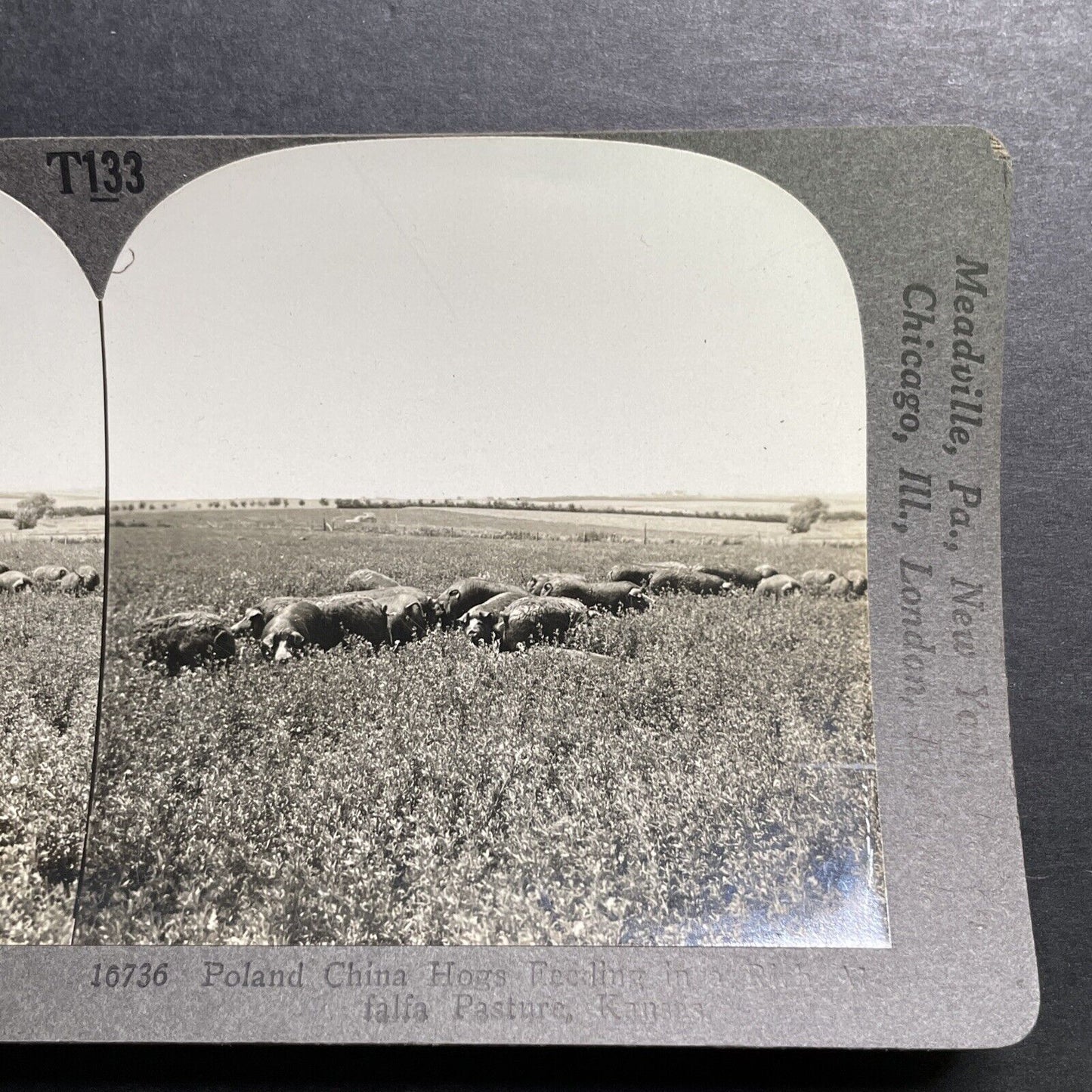 Antique 1918 Poland China Pigs In Kansas Stereoview Photo Card P1353