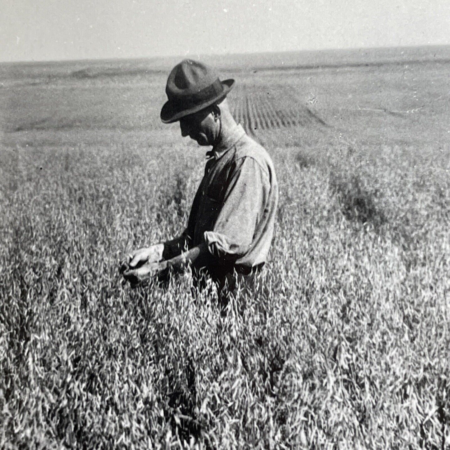 Antique 1904 Oat Farm In Saskatchewan Canada Stereoview Photo Card PC869