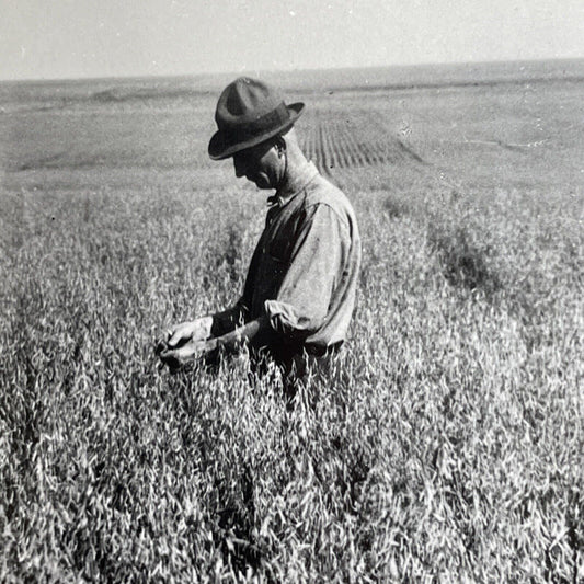 Antique 1904 Oat Farm In Saskatchewan Canada Stereoview Photo Card PC869