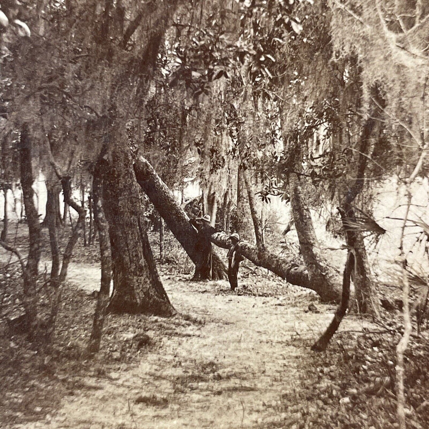 African American Creole Stereoview Green Cove Spring Florida Antique c1860s Y072