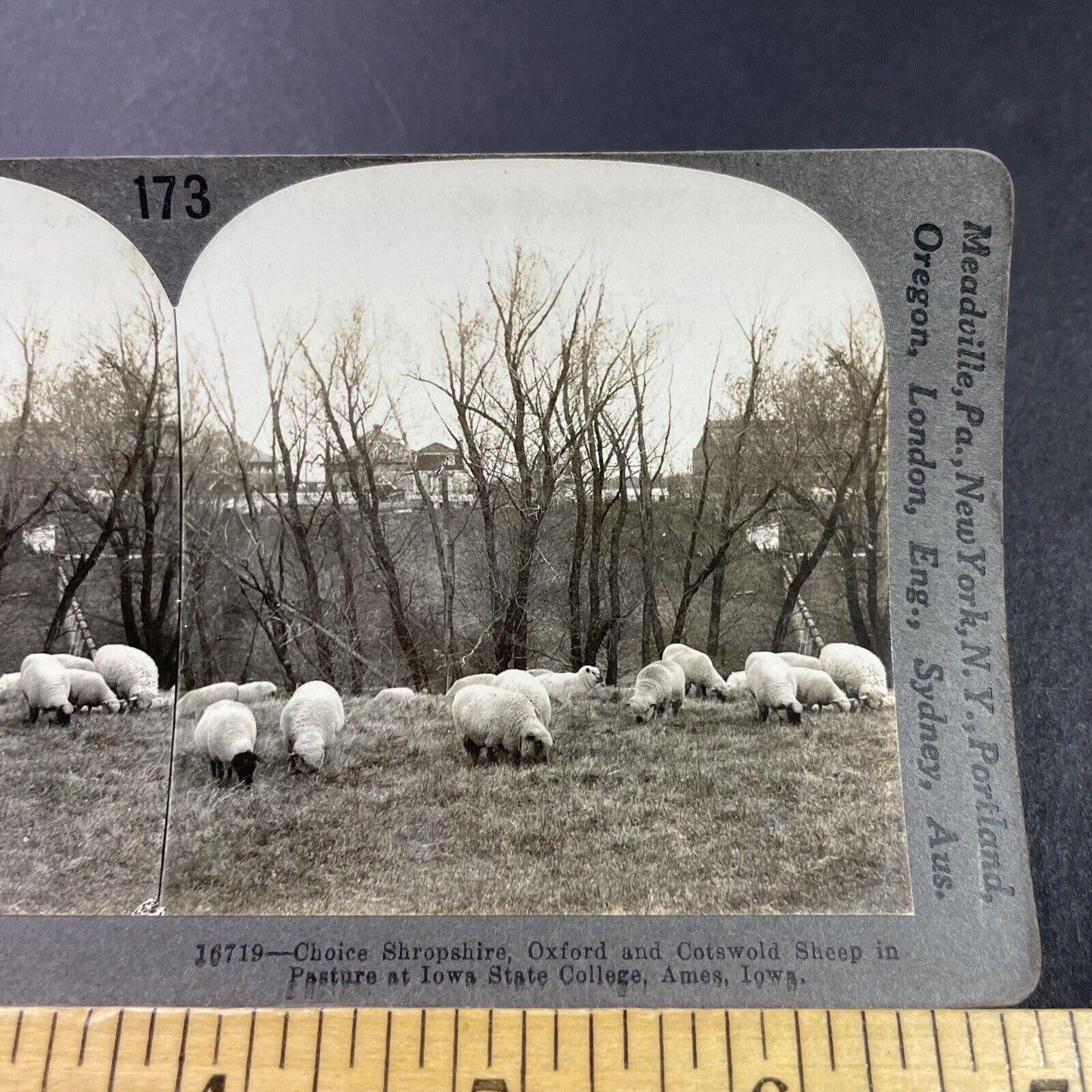 Antique 1920s Sheep Farm At Iowa State College Stereoview Photo Card P3676