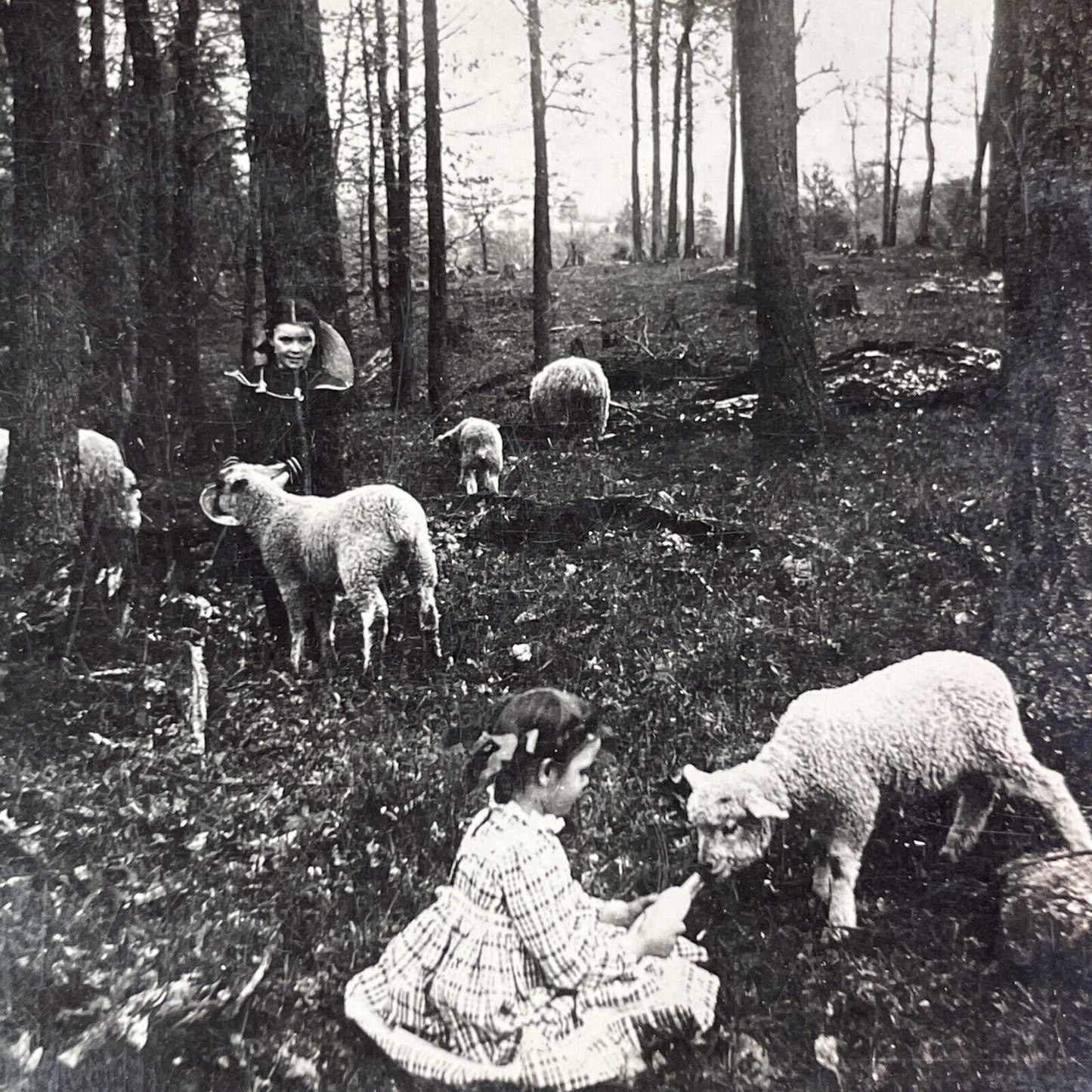 Children Feeding Sheep in a Forest Stereoview B.L. Singley Antique c1907 Y1252