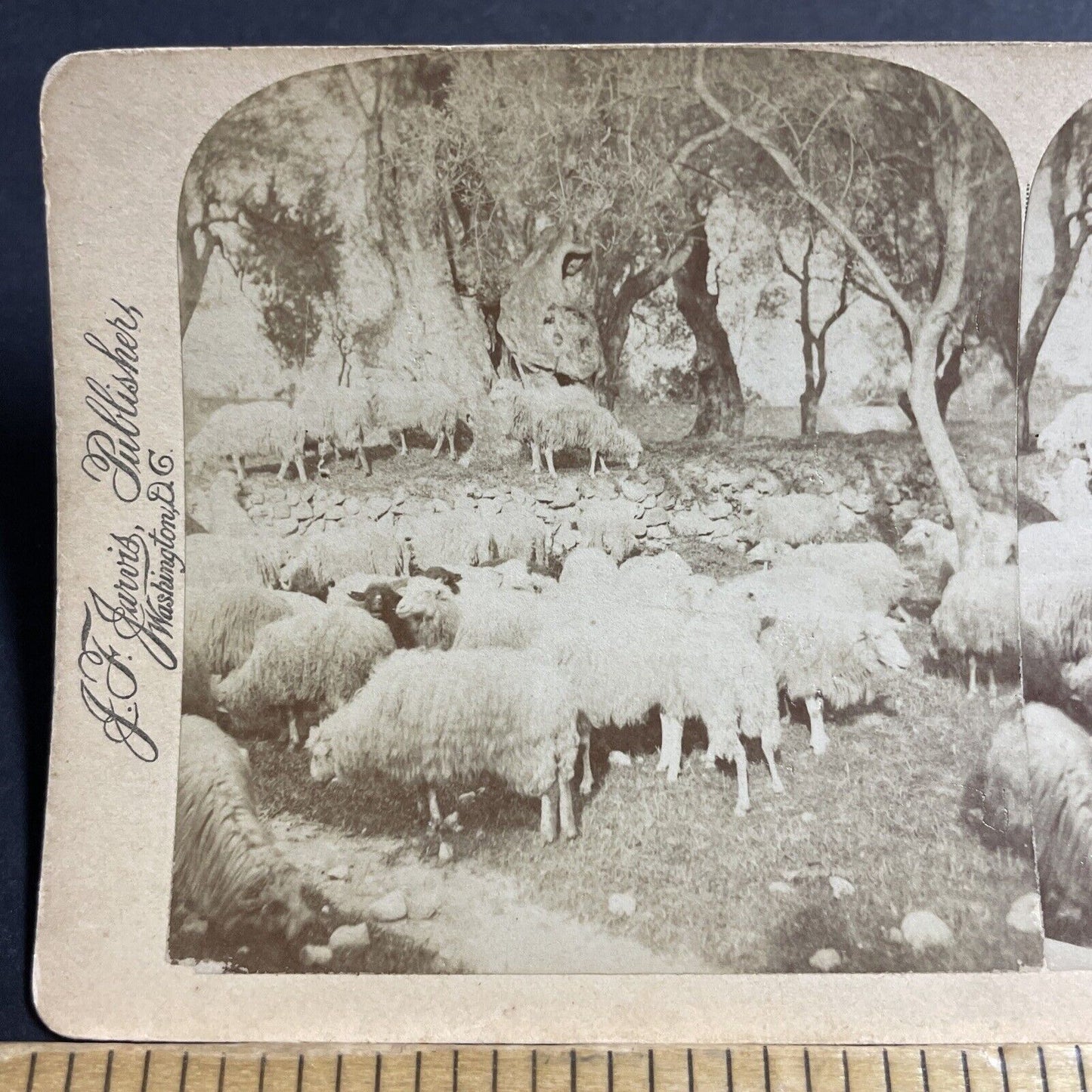 Antique 1890s Sheep Eating Olives South Of France Stereoview Photo Card P5080