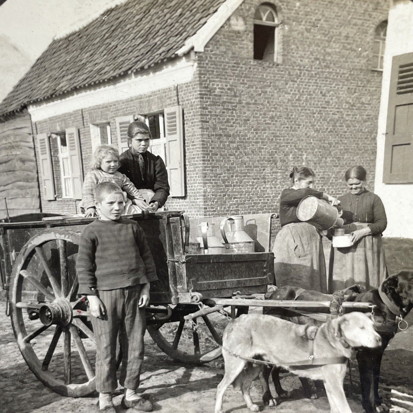 Antique 1918 Dog Sled Delivering Milk Antwerp Belgie Stereoview Photo Card PC769