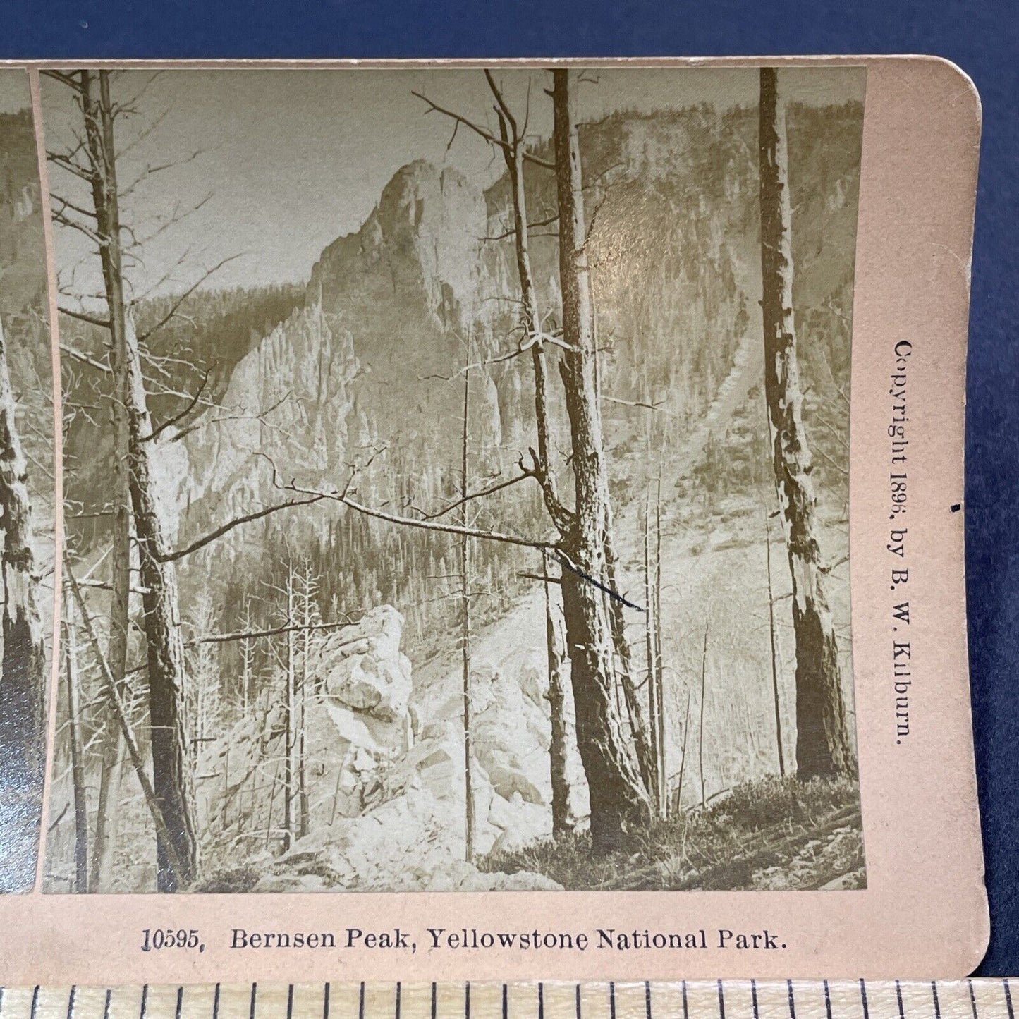 Antique 1896 Forest Fire Tree Damage Yosemite Park Stereoview Photo Card V1998