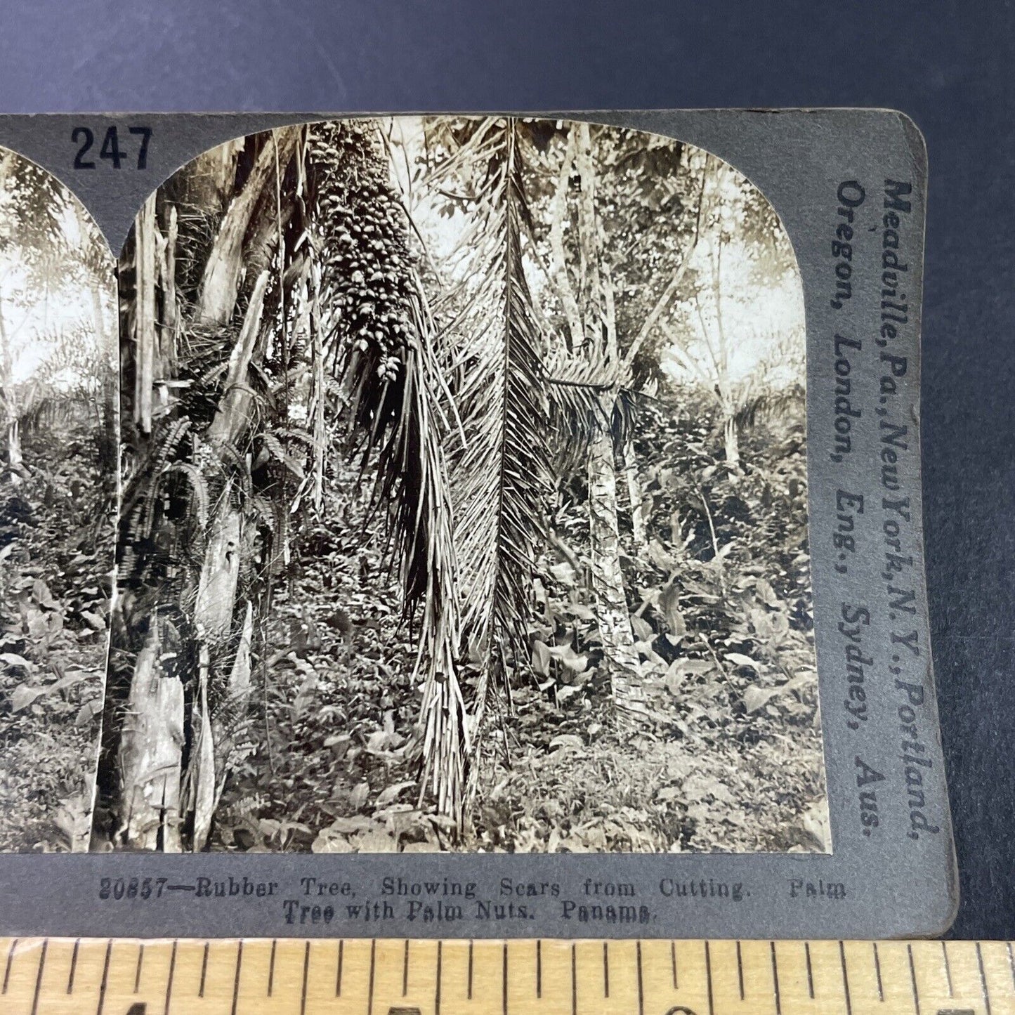 Antique 1910s Rubber Tree Farms In Panama Stereoview Photo Card P3680