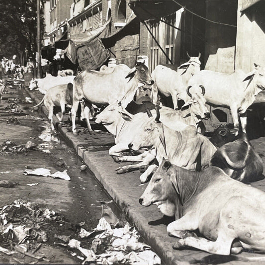 Antique 1918 Cattle On The Streets Of Calcutta India Stereoview Photo Card P1477