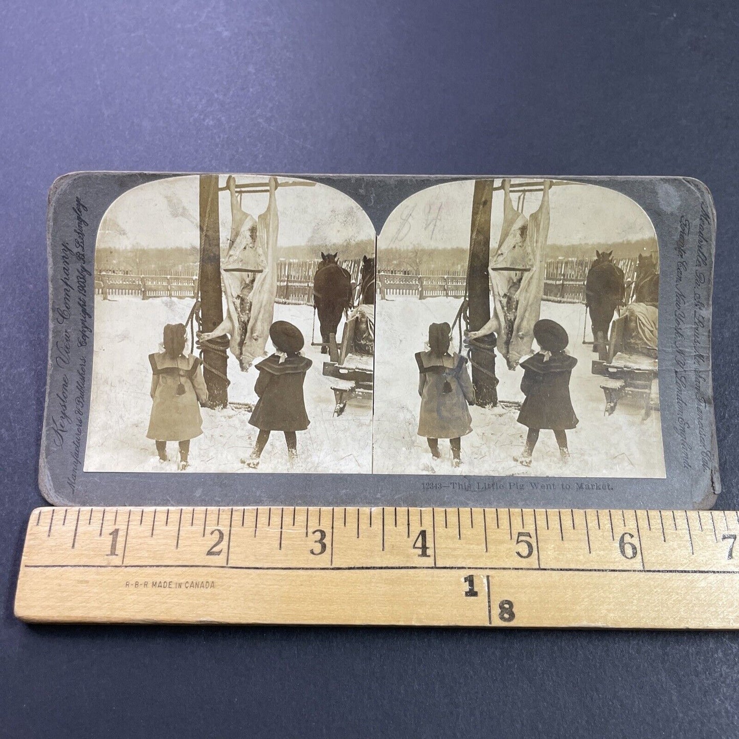Antique 1903 Children Clean A Pig On A Farm Stereoview Photo Card P3984