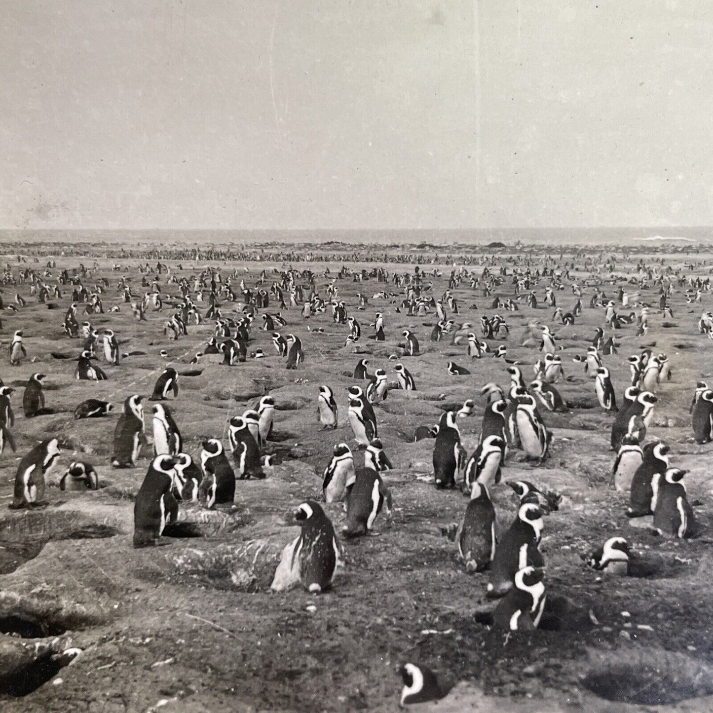 Antique 1918 Dassen Island Penguins South Africa Stereoview Photo Card P1361