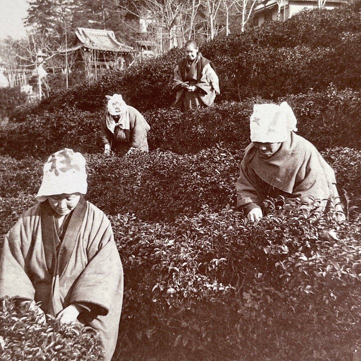 Antique 1901 Japanese Women Picking Tea Uji Japan Stereoview Photo Card P1316