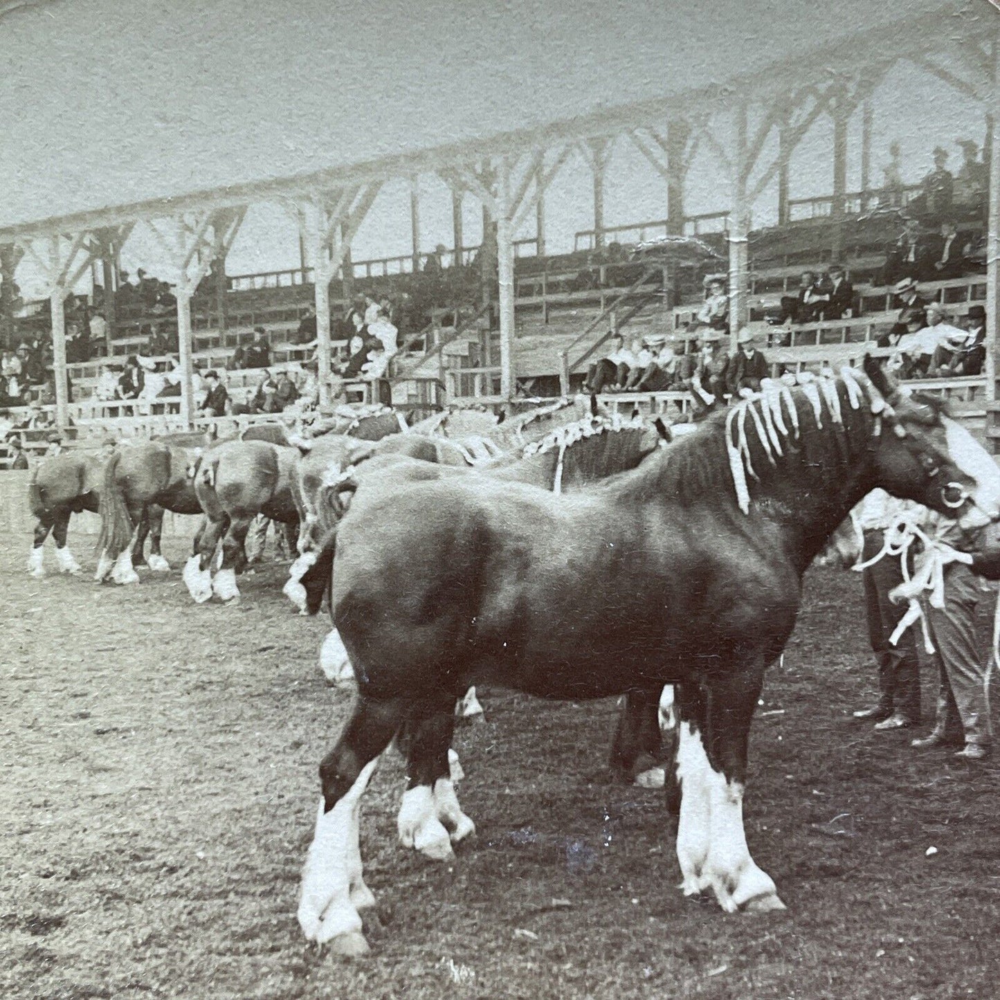 Antique 1905 Clydesdale Horses At Horse Show Stereoview Photo Card V3597