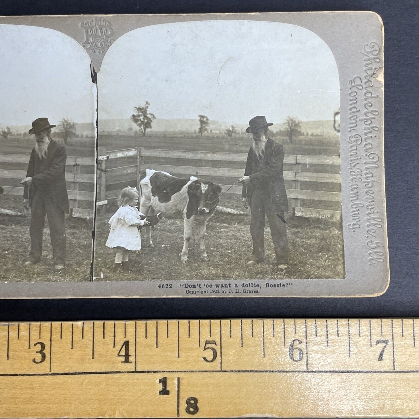 Antique 1902 Milk Cow & Little Girl In The Midwest Stereoview Photo Card PC804