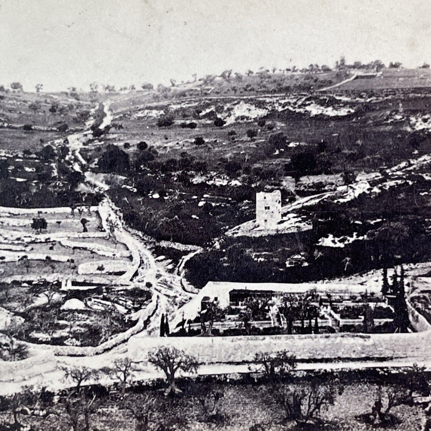 Garden of Gethsemane Israel Palestine Stereoview Salt Print c1860 Y455