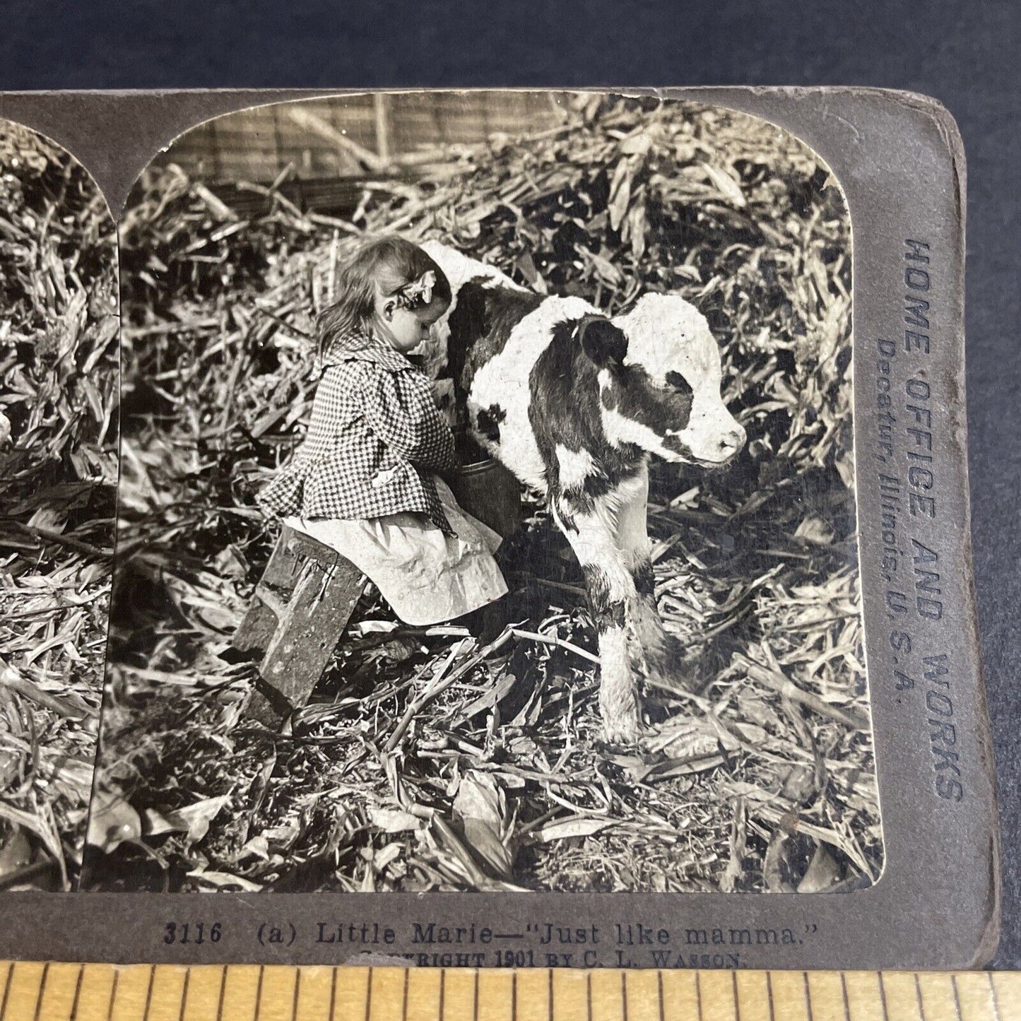 Antique 1901 Little Girl Tries To Milk A Calf Cow Stereoview Photo Card P4262