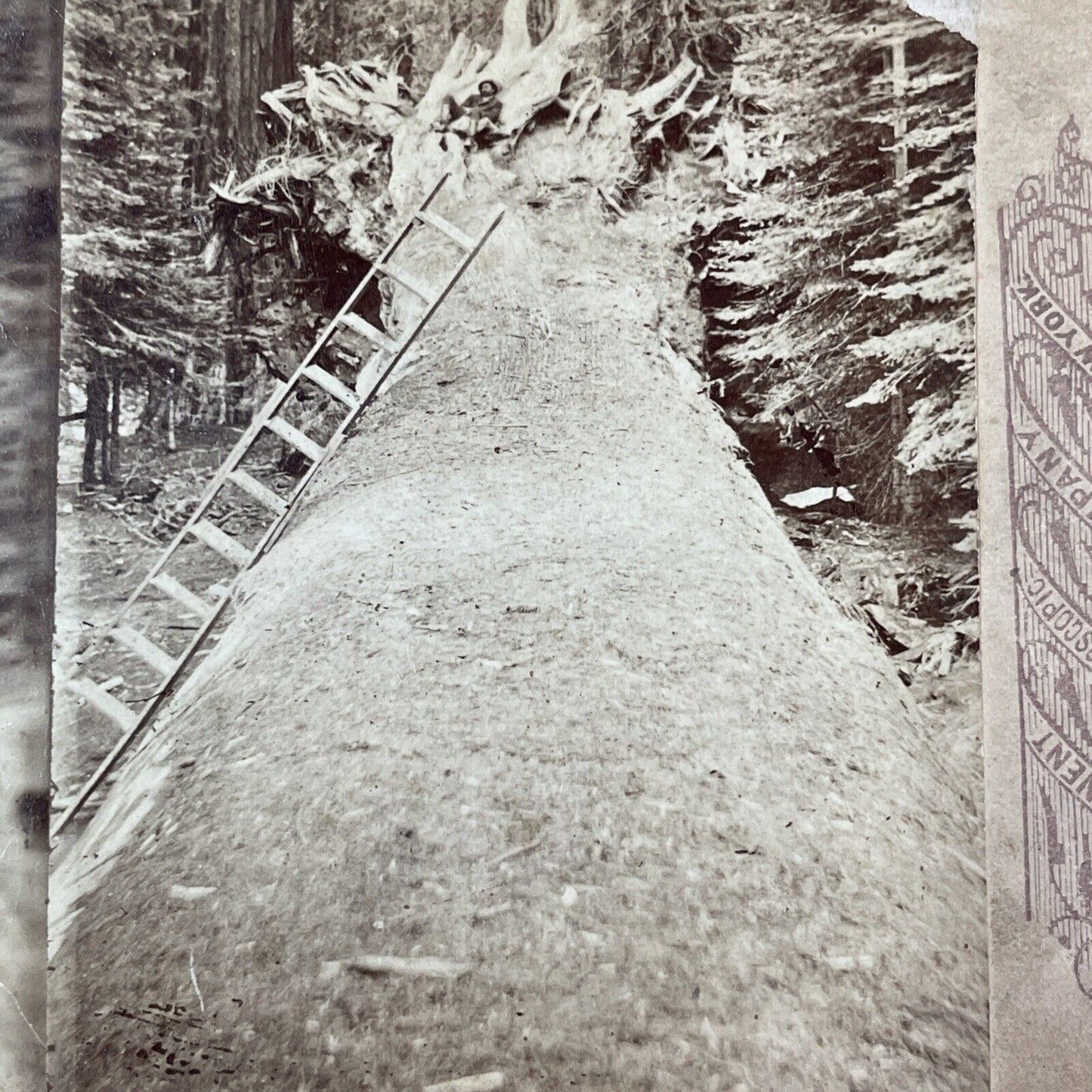 Fallen Monarch Giant Redwood Stereoview Mariposa Grove Yosemite c1880 Y2452