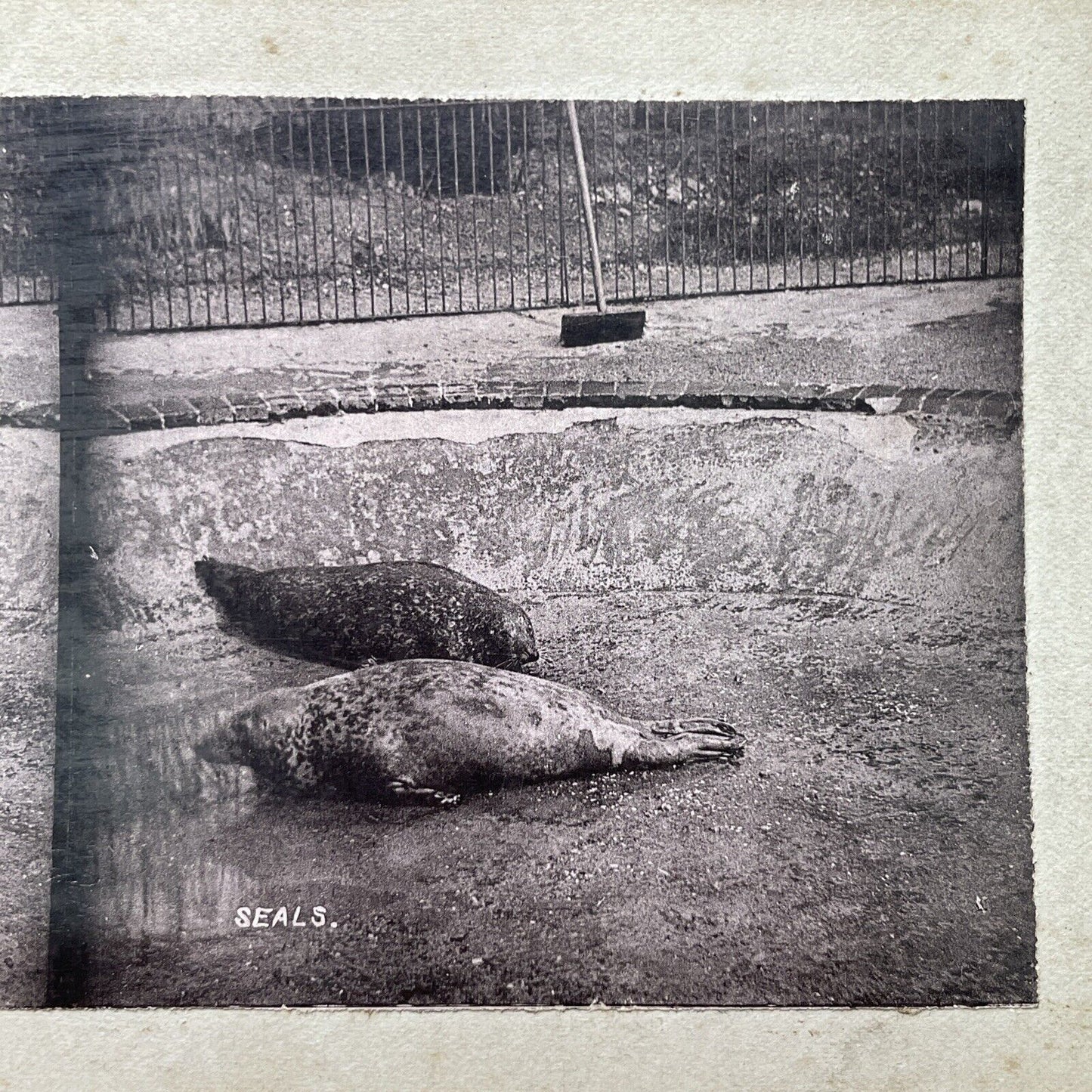 Antique 1880s Seals Without Water At London Zoo Stereoview Photo Card P1681