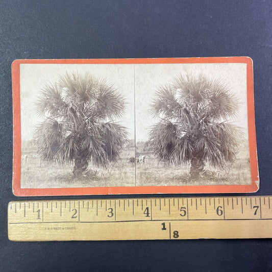 Palm Palmetto Tree Savannah Georgia Stereoview O. Havens Antique c1878 Y1762