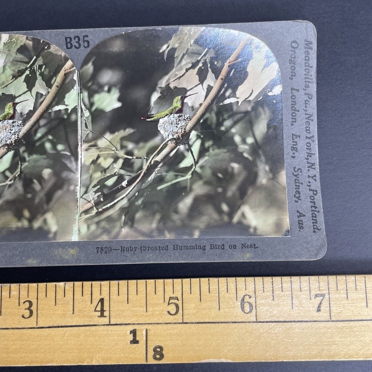 Antique 1908 Ruby Throated Hummingbird Hand Colored Stereoview Photo Card PC774