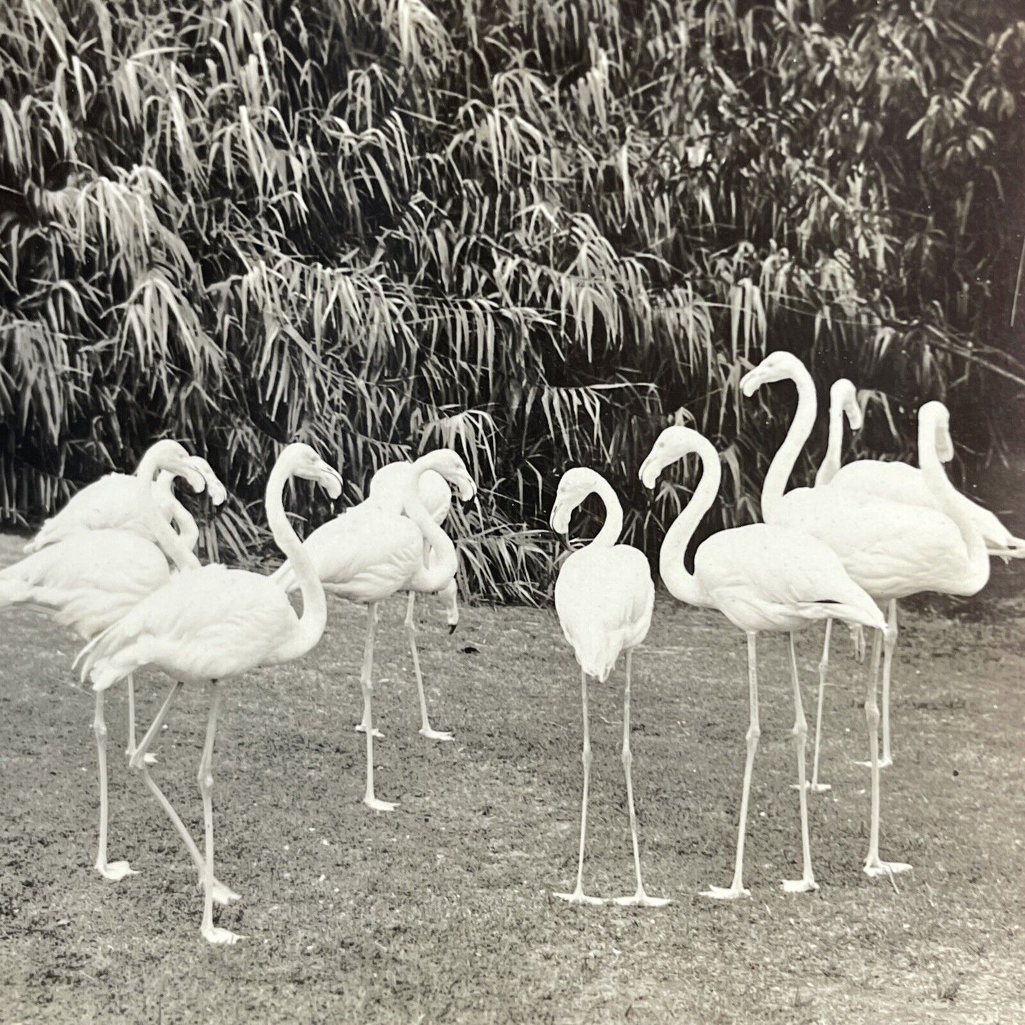 Antique 1908 Flamingoes Flamingos In Australia Stereoview Photo Card PC795