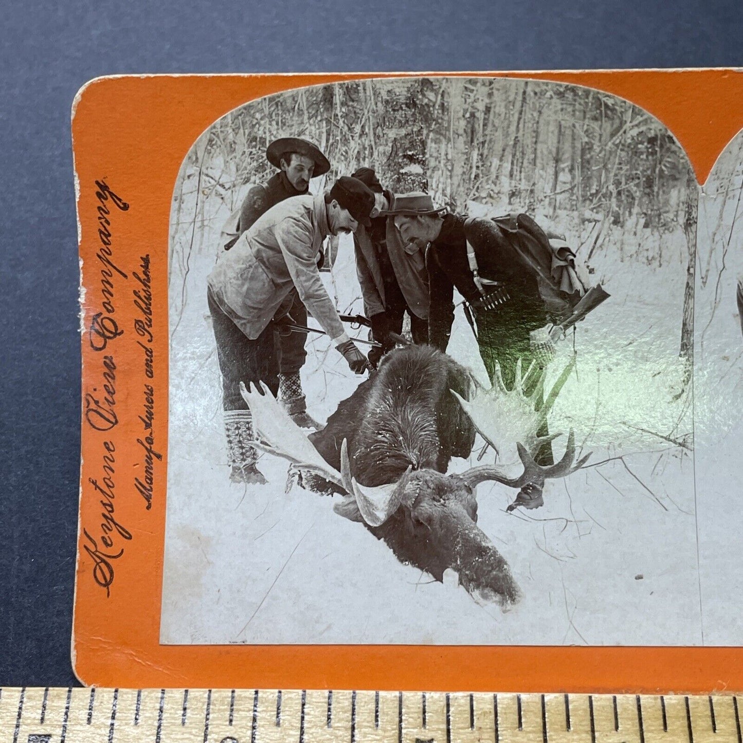 Antique 1898 Hunters Kill Moose Presque Isle Maine Stereoview Photo Card P2293