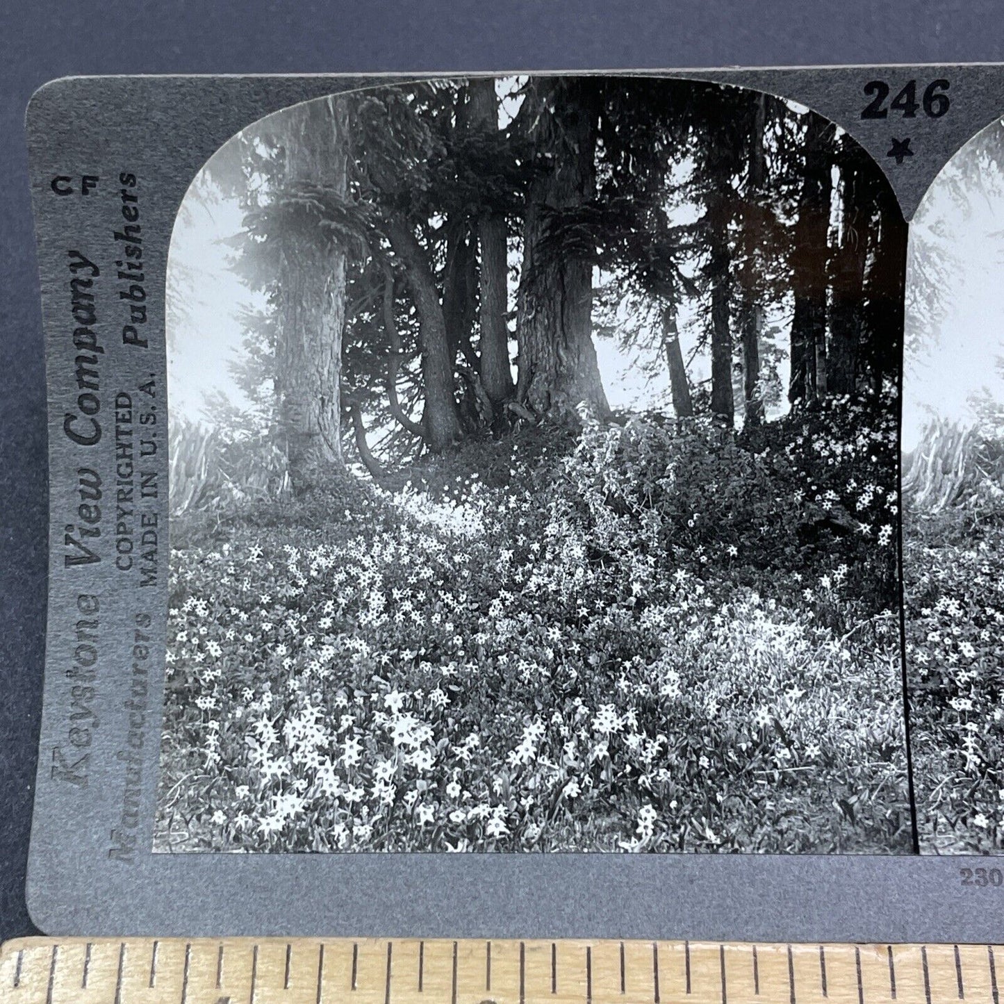 Antique 1920s Avalanche Lillies Mt Rainier Washington Stereoview Photo Card 2037