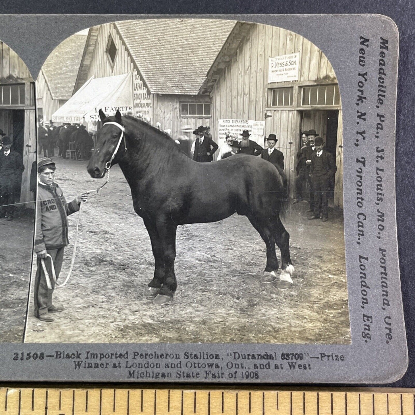 Champion Percheron Horse Lafayette Indiana Stereoview Durandal c1909 Y2739