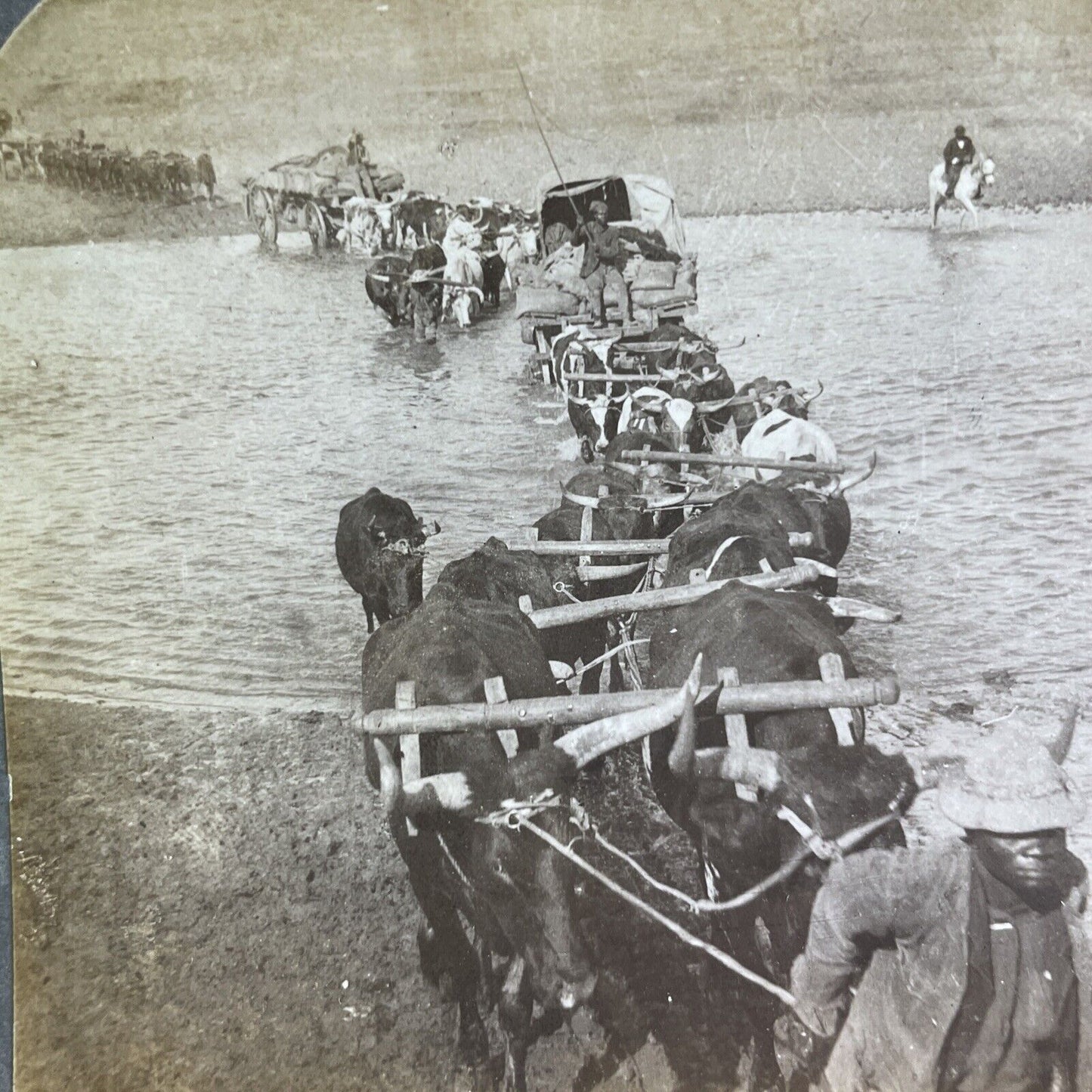 Antique 1900 Viljoensdrift Robertson South Africa Stereoview Photo Card P2140