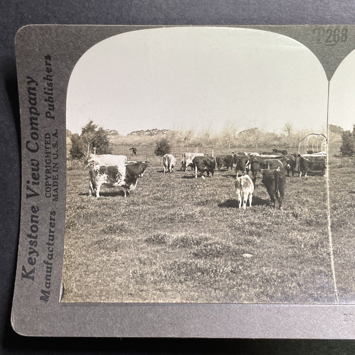 Antique 1918 Shorthorn Cattle La Plata Argentina Stereoview Photo Card P1367