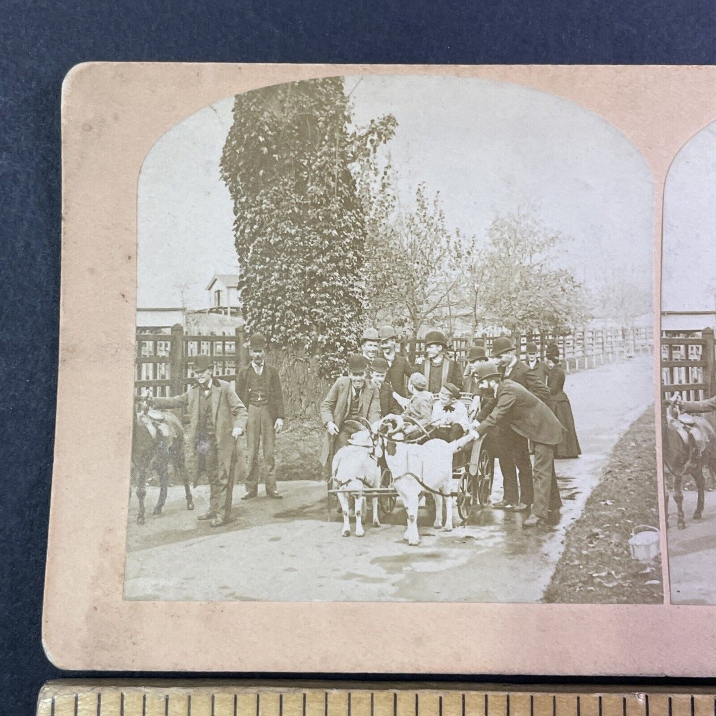 Goat Driven Carriage Enters a Village Stereoview Antique c1891 Y1382