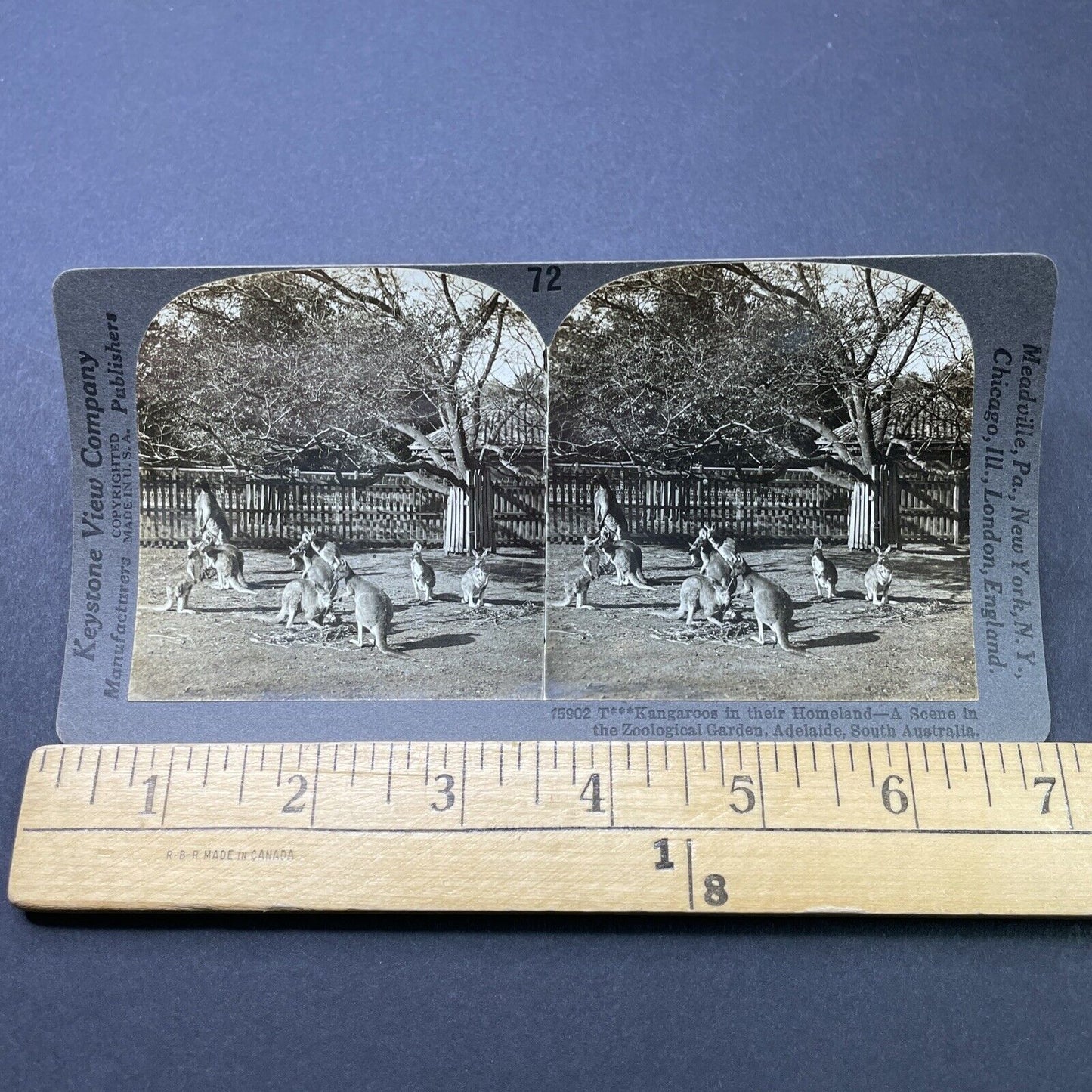 Antique 1910s Kangaroos In Adelaide Australia Stereoview Photo Card P2817