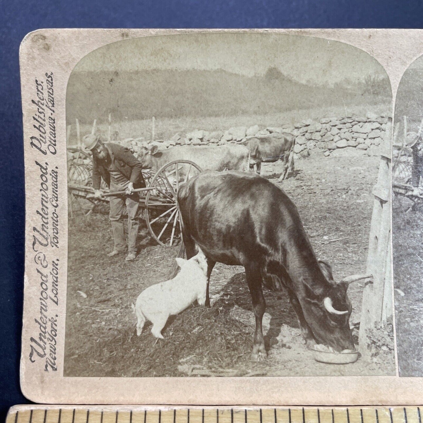 Antique 1890s Pig Milks A Cow On A Farm Stereoview Photo Card P3555