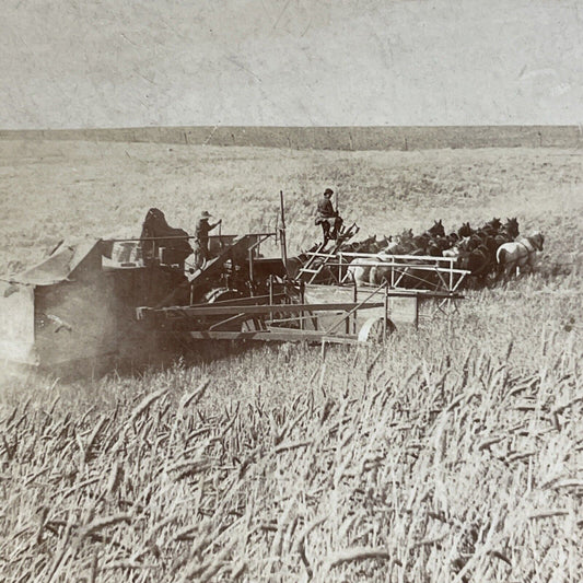 Antique 1901 Horse Drawn Amish Hay Harvest Stereoview Photo Card P856-08