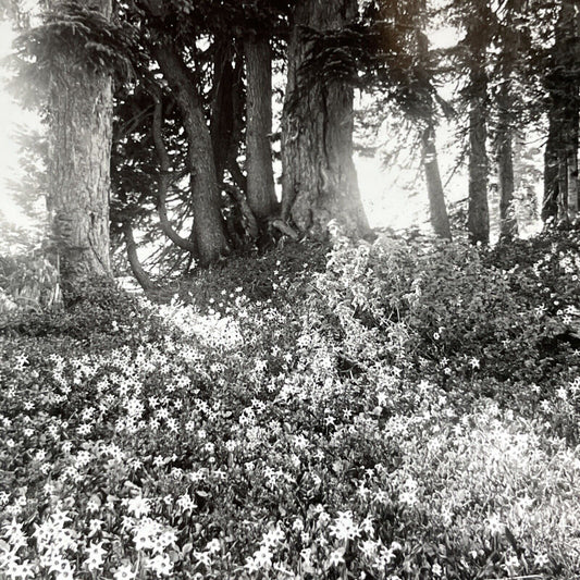 Antique 1920s Avalanche Lillies Mt Rainier Washington Stereoview Photo Card 2037