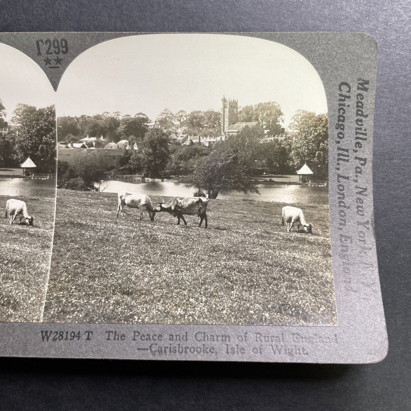 Antique 1918 Cattle In Carisbrooke Isle Of Wight Stereoview Photo Card P1438