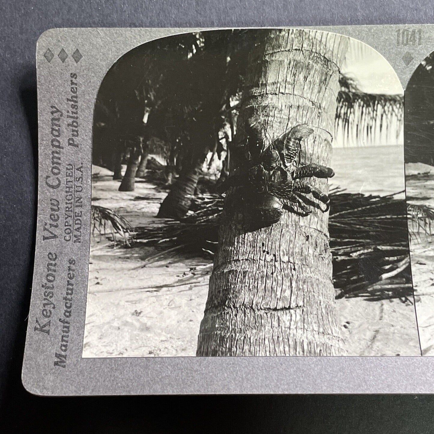 Antique 1918 Coconut Crab Climbing Tree Taha'a F.P. Stereoview Photo Card P1573