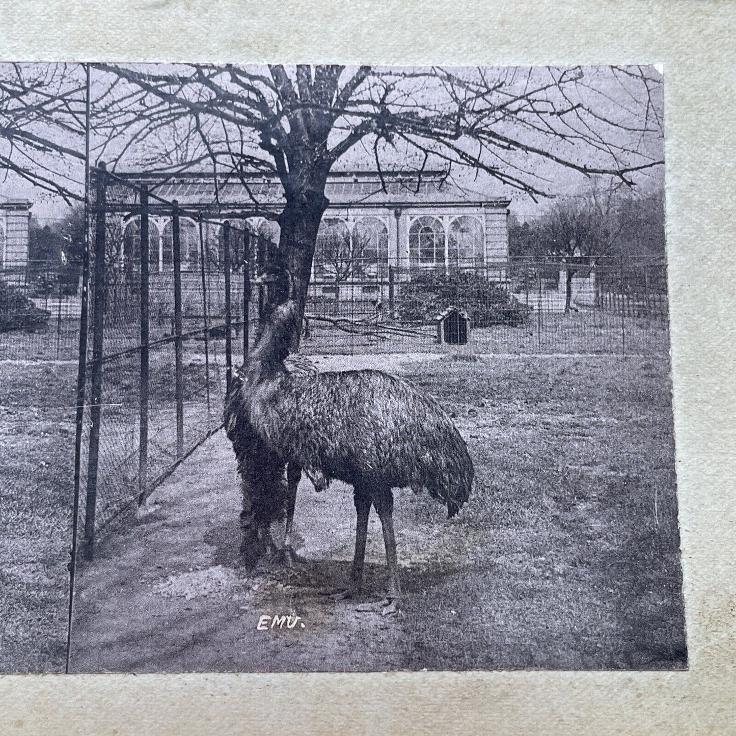 Antique 1880s An Emu Caged In The London Zoo Stereoview Photo Card P1681