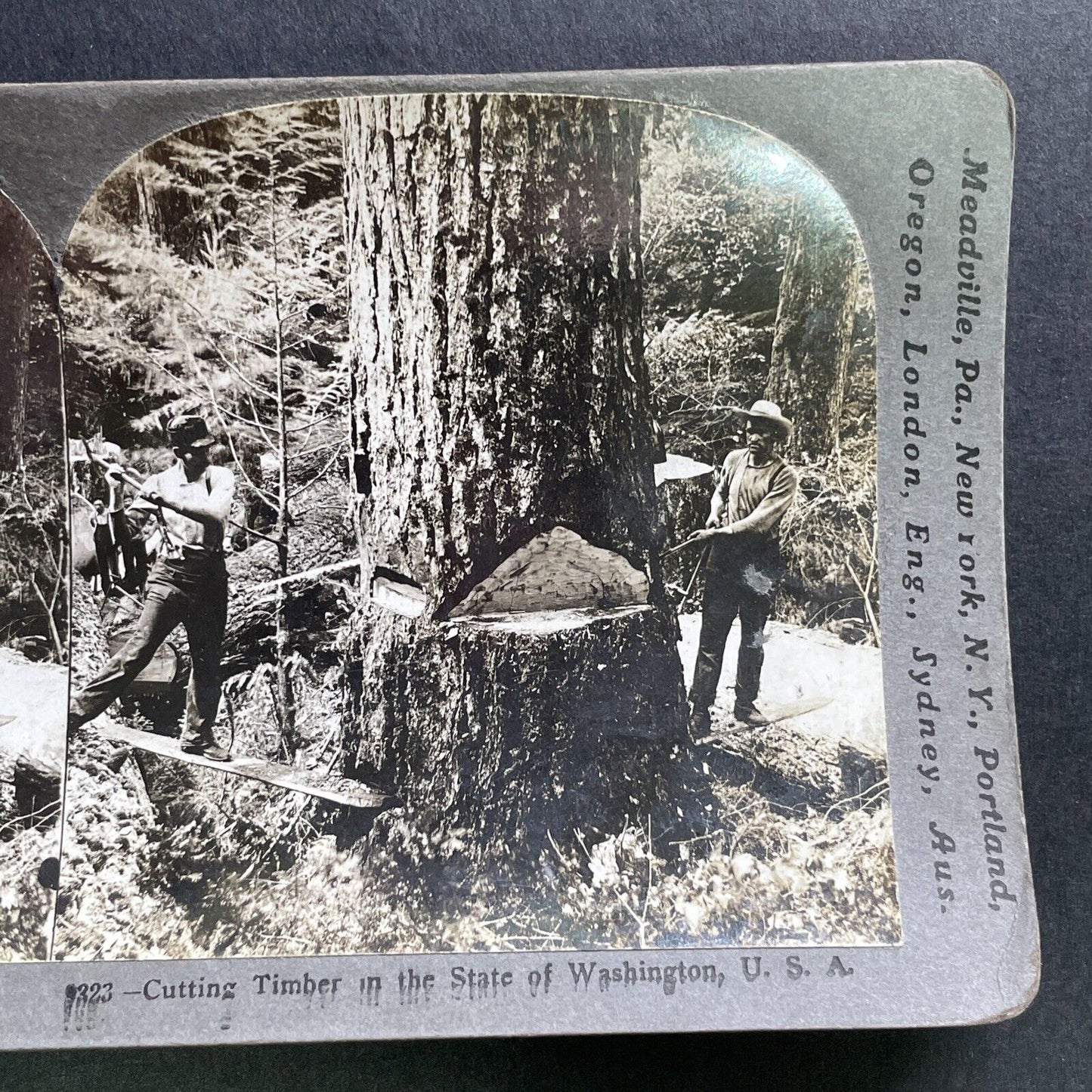 Antique 1909 Cutting A Giant Redwood Washington Stereoview Photo Card P1753