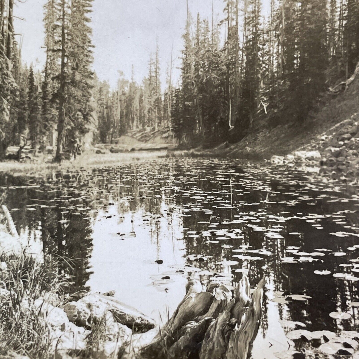 Isa Lake Yellowstone Park Wyoming Stereoview Antique c1910s Y1183