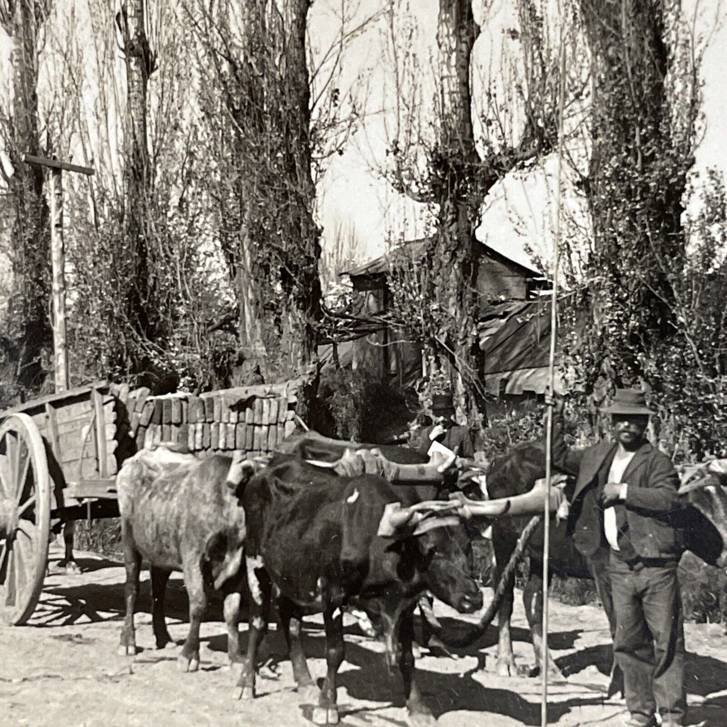 Antique 1910s An Oxen Ox Wagon Full Of Bricks Chile Stereoview Photo Card P5051