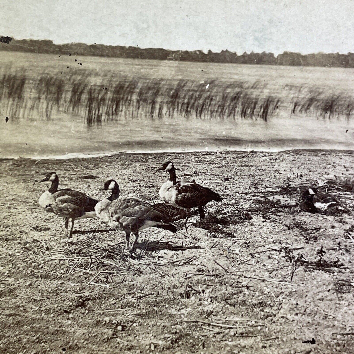 Canada Goose Geese in Montana Stereoview T.W. Ingersoll Antique c1888 Y1335