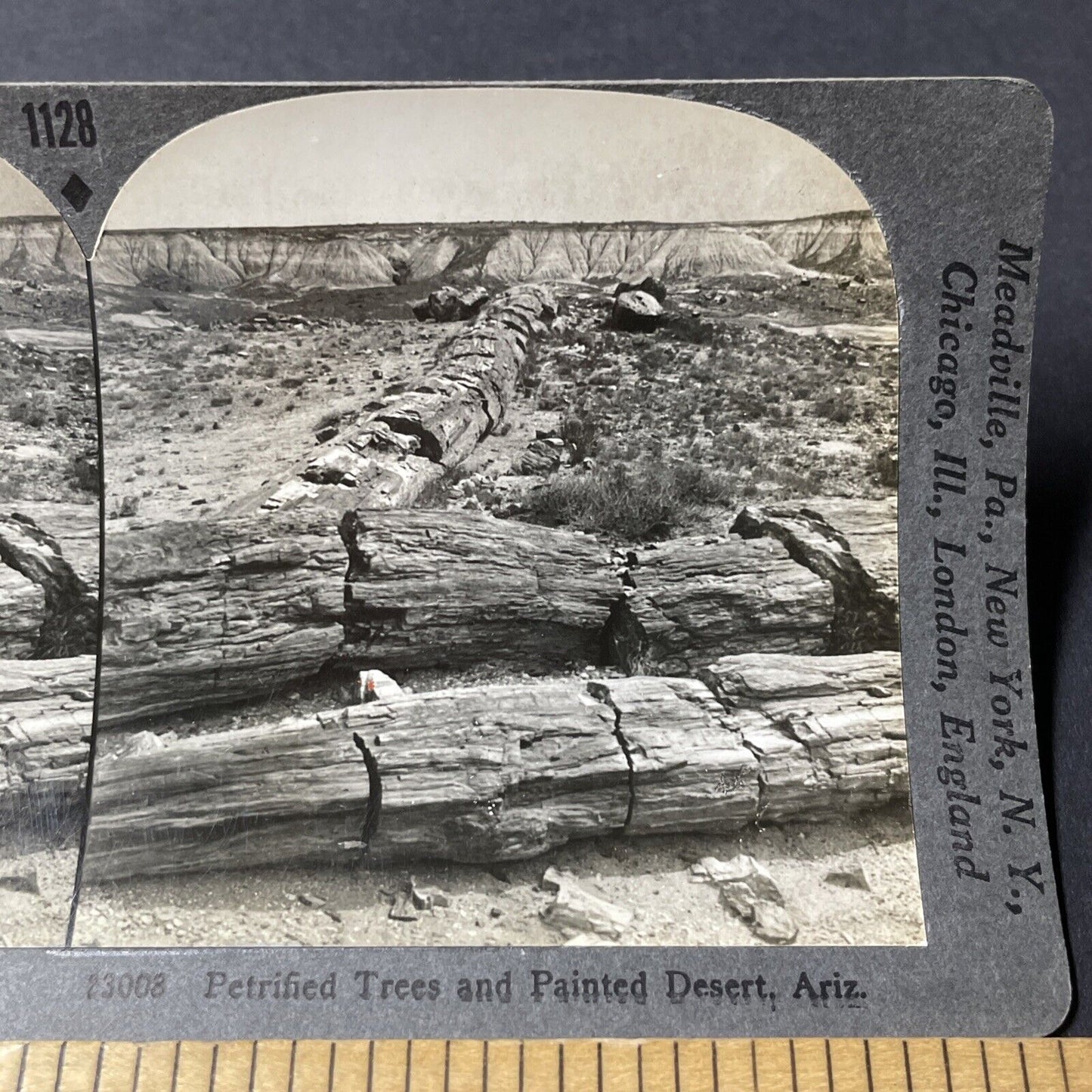 Antique 1920s Petrified Rock Trees Arizona Desert Stereoview Photo Card V2813