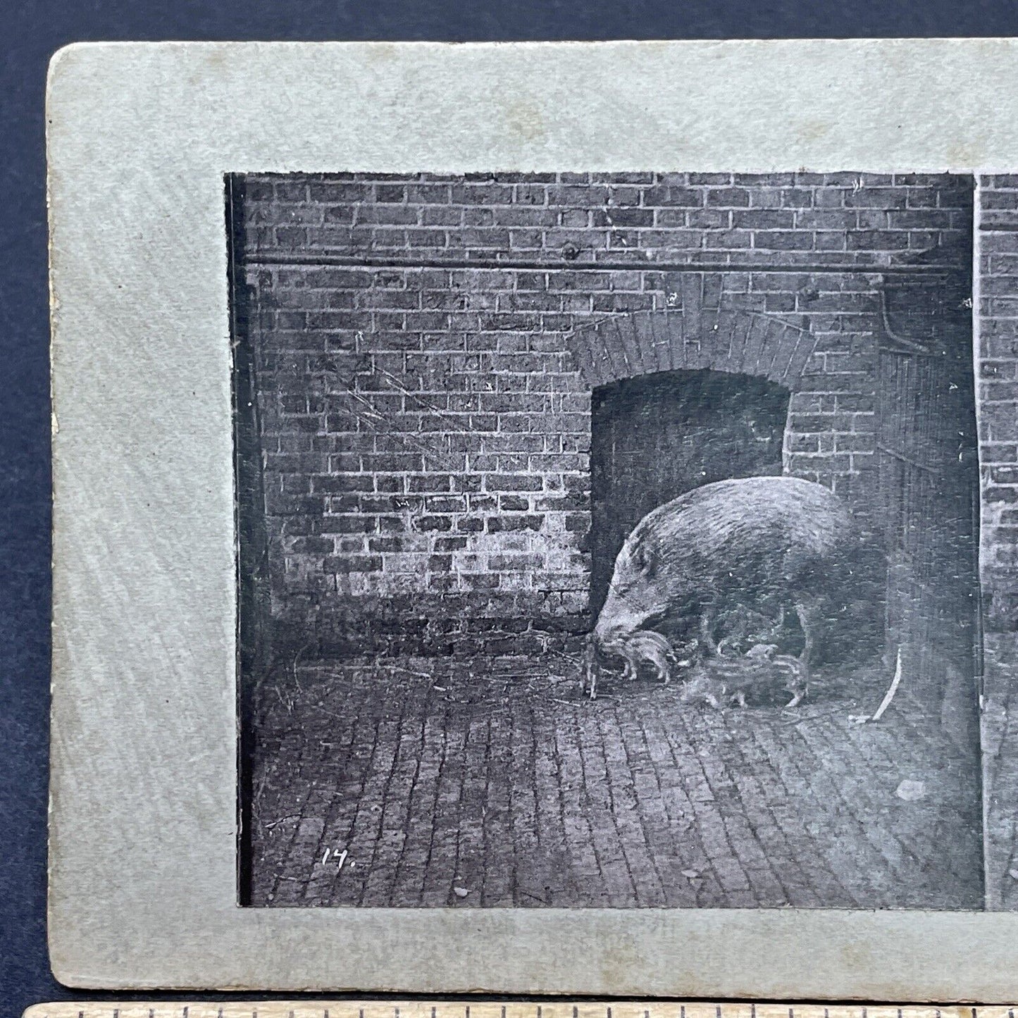 Antique 1880s Wild Boar & Piglets London Zoo Stereoview Photo Card P1681