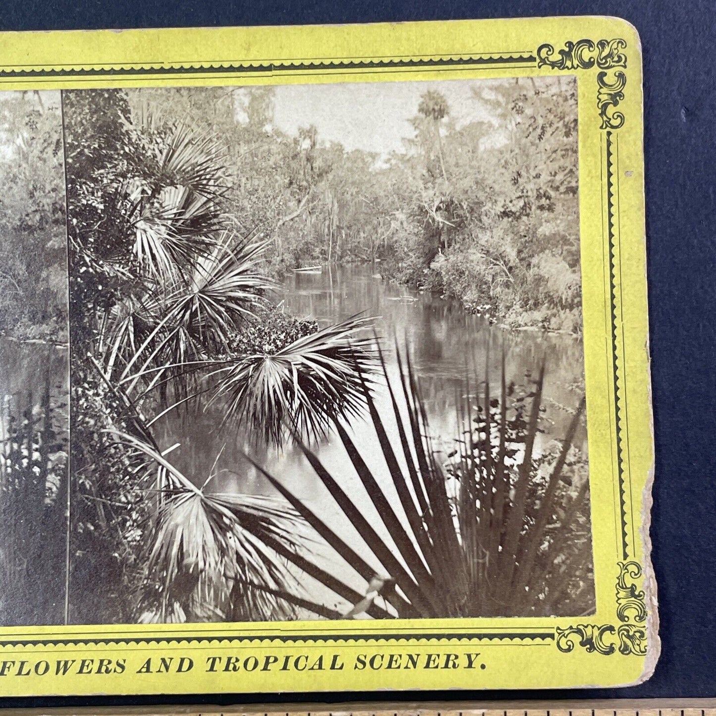 Palmetto Hammock Ocklawaha River Florida Stereoview J.I. Mackey c1885 Y094