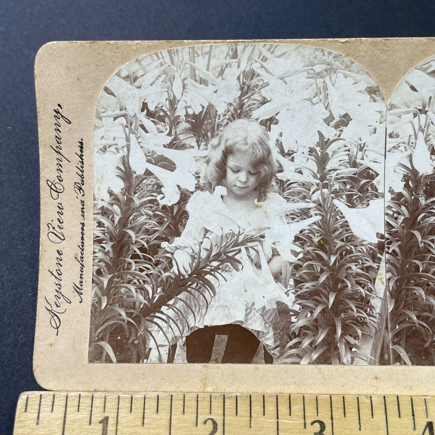 Antique 1901 Little Girl Plays In Lily Garden Stereoview Photo Card P2836