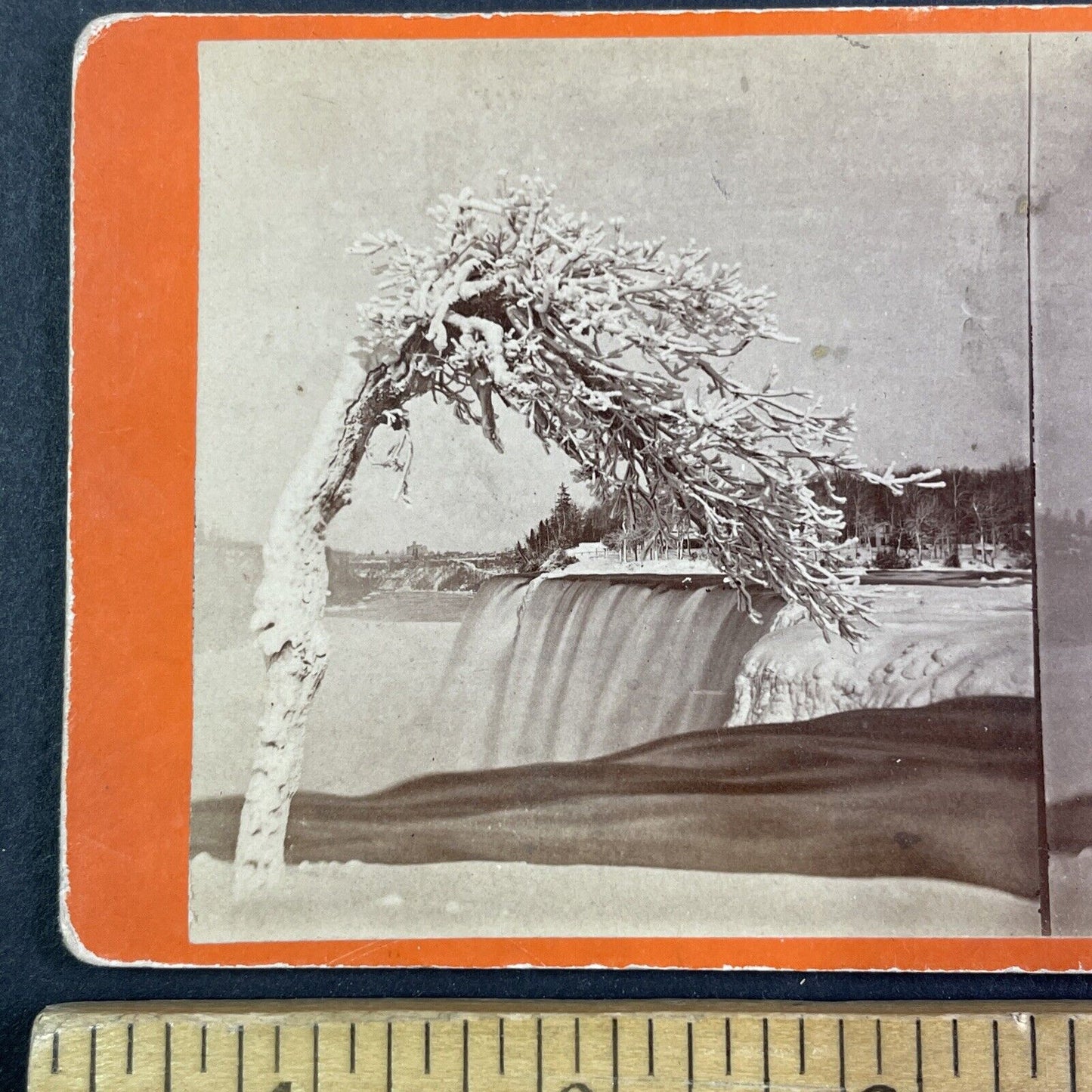 Wind Swept Tree Luna Island New York Stereoview J.G. Parks c1870 Y2847