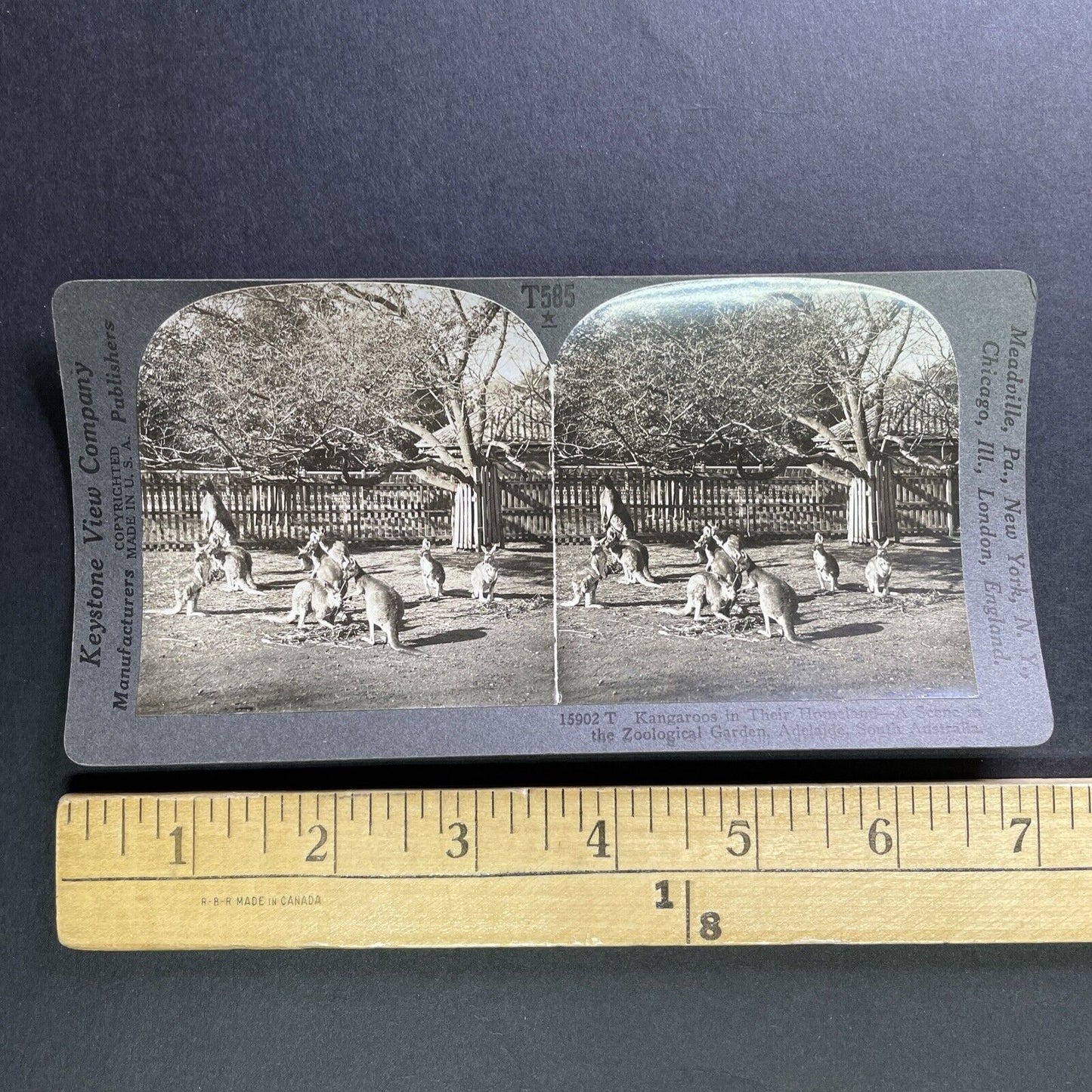 Antique 1918 Kangaroos In Adelaide Australia Stereoview Photo Card P1750