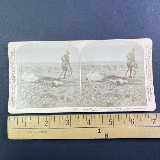 Horse Dying of Thirst Stereoview Boer War South Africa Antique c1901 Y161